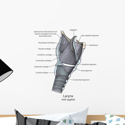 Mid-sagittal Larynx Anatomy with Wall Decal