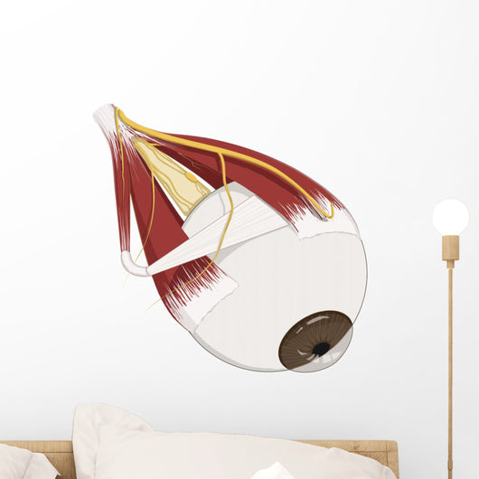 Left Supramedial Eye Anatomy Illustration Wall Decal