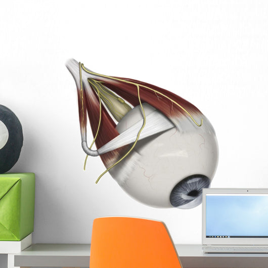 Left Supramedial Eye Anatomy Wall Decal