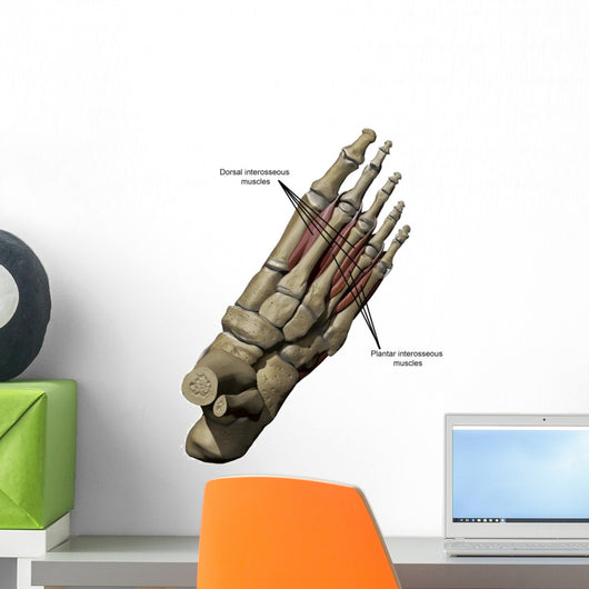 3D Model Foot Small Muscles Labeled Wall Decal