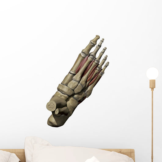 3D Model Foot Small Muscles Wall Decal