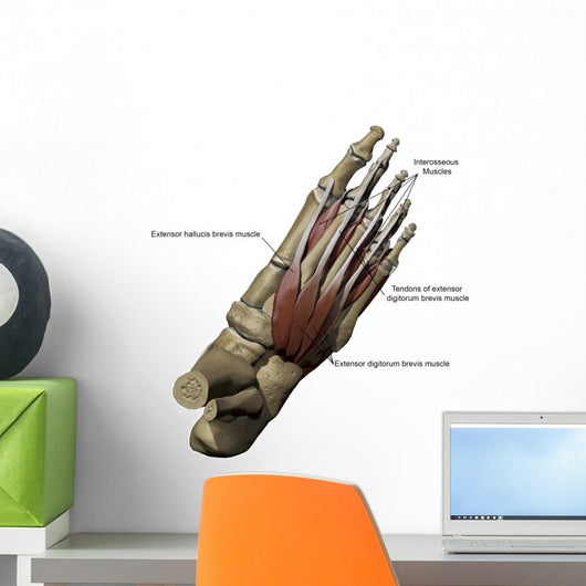 Human Foot Showing Dorsal Wall Decal