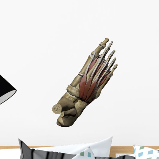 3D Model Foot Top Wall Decal