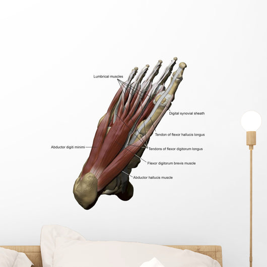 3D Model Foot Sole Muscles 2 Labeled Wall Decal