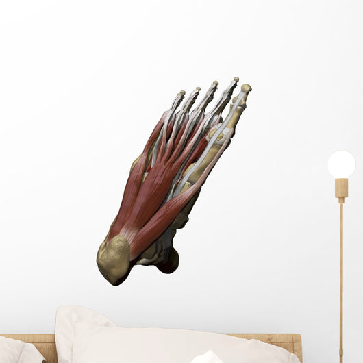 3D Model Foot Sole Muscles 2 Wall Decal