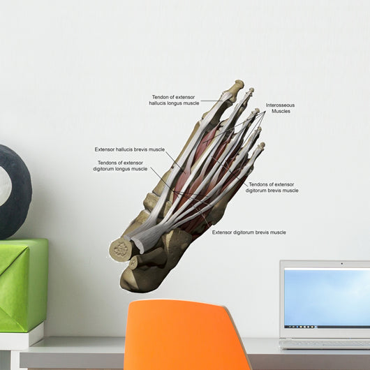 3D Model Foot Top Muscles 1 Labeled Wall Decal