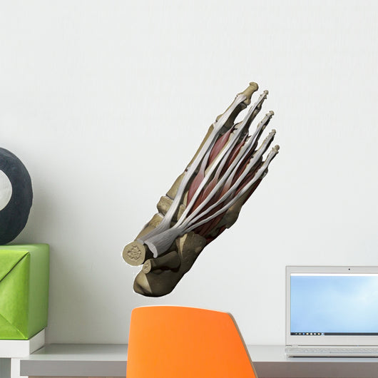 3D Model Foot Top Muscles 1 Wall Decal