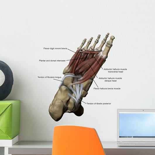 Human Foot Depicting Plantar Labeled Wall Decal