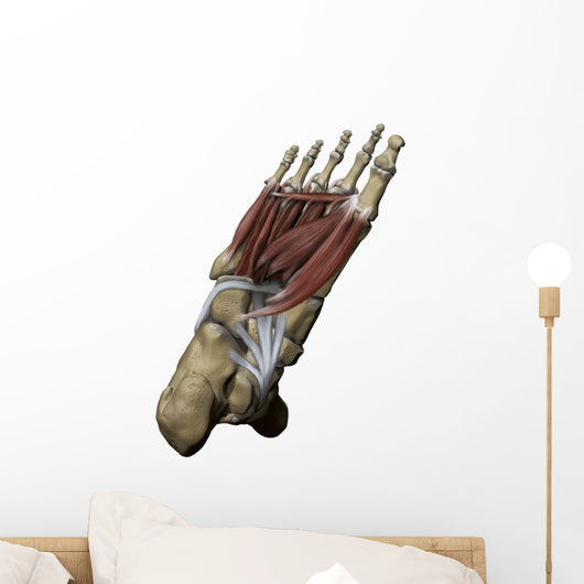 Human Foot Depicting Plantar Wall Decal