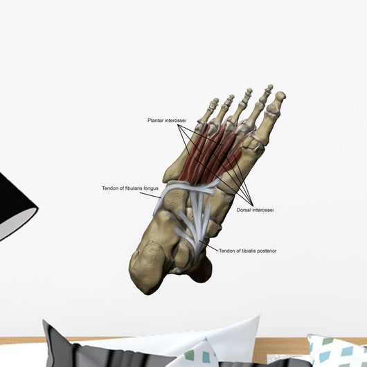 3D Model Foot Sole Tendons Labeled Wall Decal