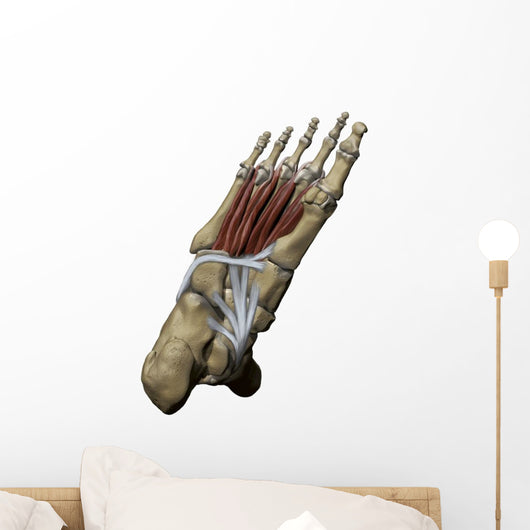 3D Model Foot Sole Tendons Wall Decal
