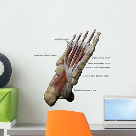 3D Model Foot Sole Muscles 1 Labeled Wall Decal