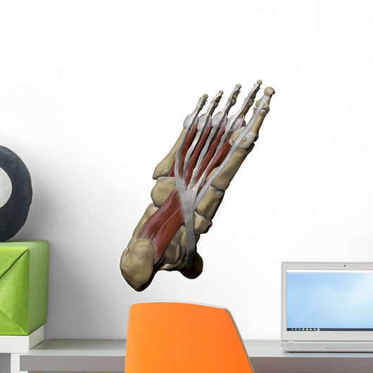 3D Model Foot Sole Muscles 1 Wall Decal