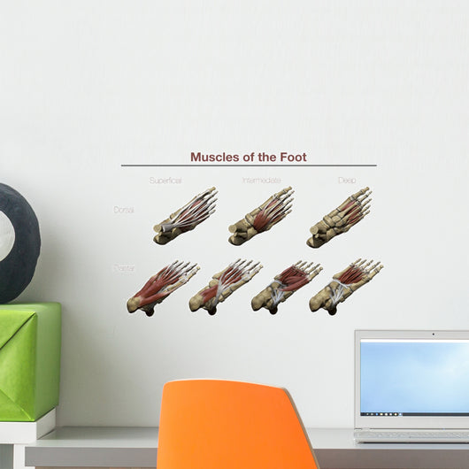 Muscles Foot Wall Decal
