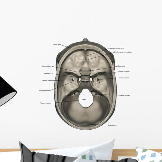 Superior Human Skull Labeled Anatomy Wall Decal
