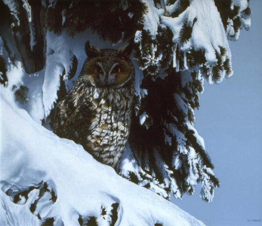 Long Eared Owl Wall Decal