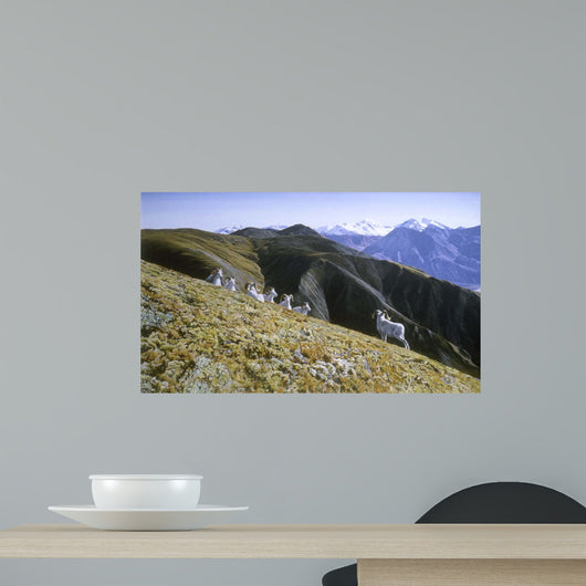Dall Sheep Wall Decal