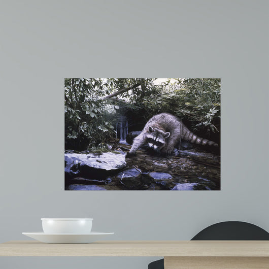 Searching The Stream- Racoon Wall Mural