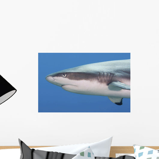 Grey Reef Shark Yap Wall Decal