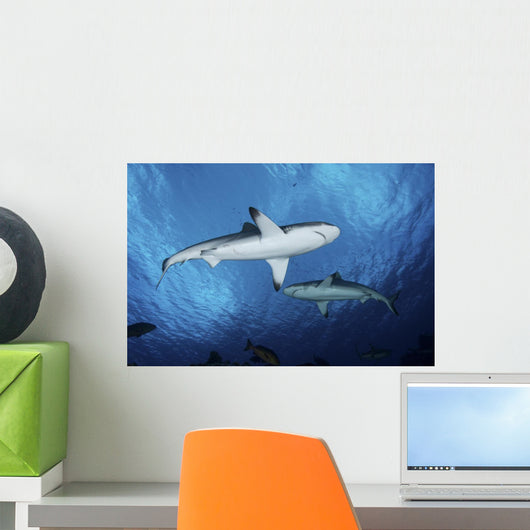 Two Grey Reef Sharks Yap Wall Decal