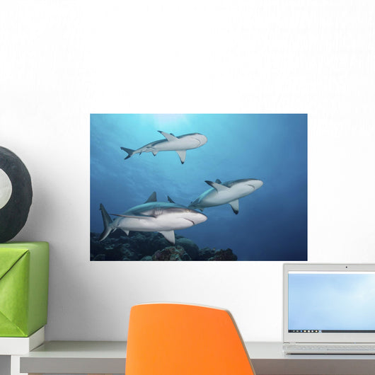 Three Grey Reef Sharks Yap Wall Decal