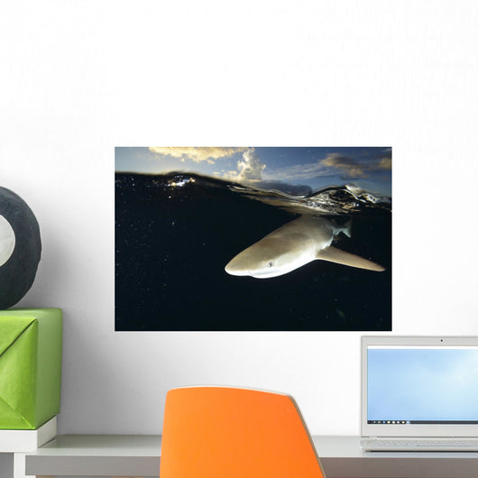 Blacktip Reef Shark Yap Wall Decal