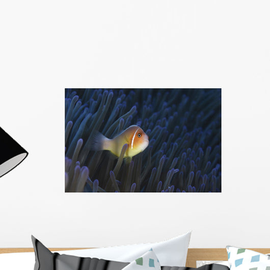 Pink Anemonefish Yap Micronesia Wall Decal
