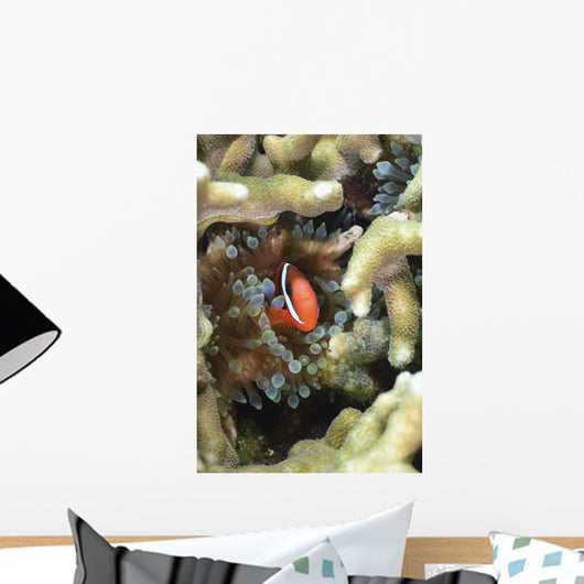 Tomato Clownfish Yap Micronesia Wall Decal