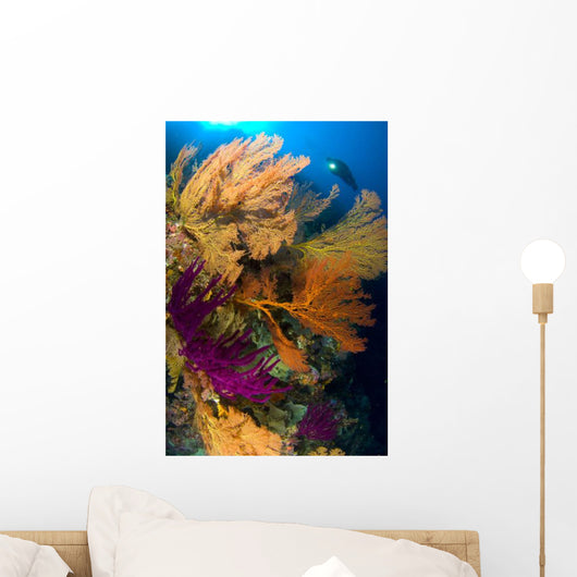 Diver Looks Colorful Reef Wall Decal Design 3