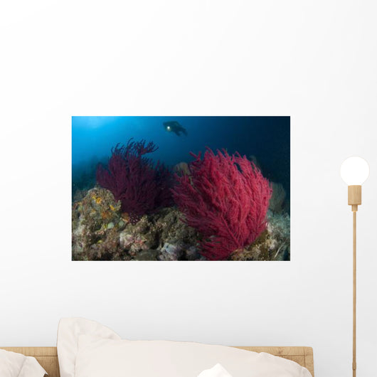 Diver Looks Colorful Reef Wall Decal Design 1