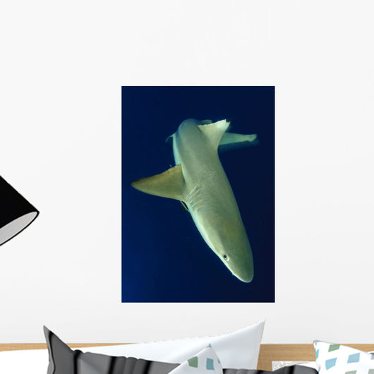 Blacktip Reef Shark Motion Wall Decal