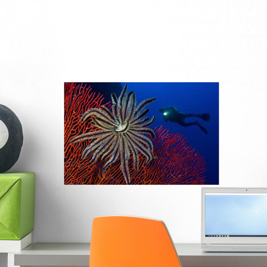 Crinoid Bright Red Sea Wall Decal