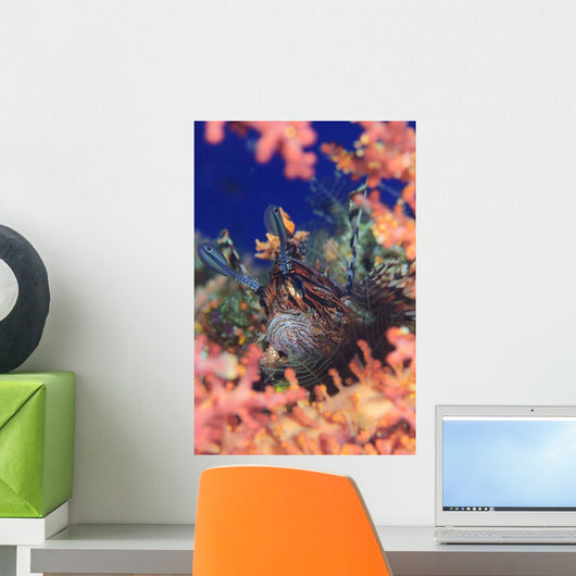 Common Lionfish Resting amongst Wall Decal