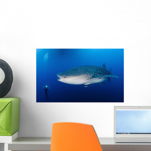 Whale Shark Feeding under Wall Decal