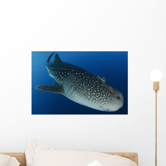 Whale Shark Feeding under Wall Decal Design 39