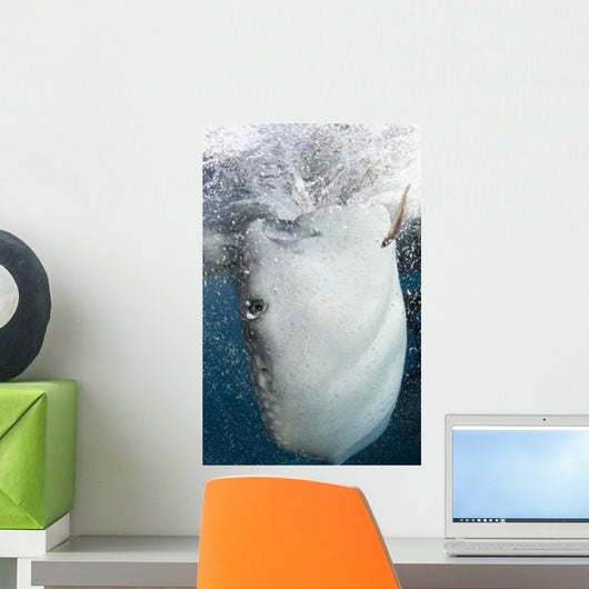 Whale Shark Feeding under Wall Decal Design 38