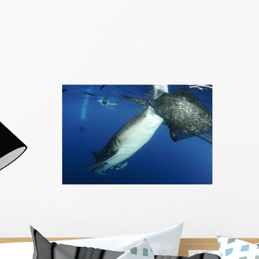 Whale Shark Feeding under Wall Decal Design 37