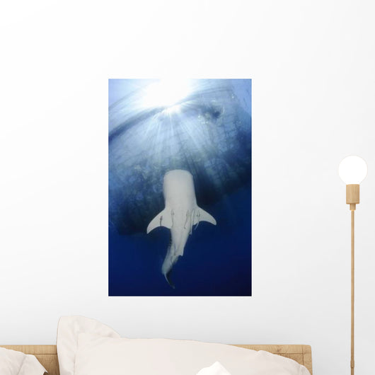Whale Shark Feeding under Wall Decal Design 33