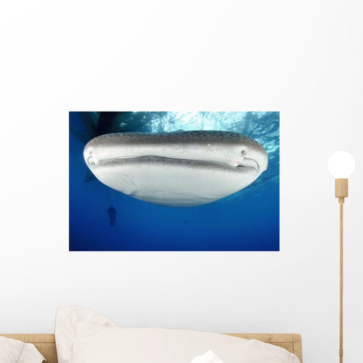Whale Shark Feeding under Wall Decal Design 32