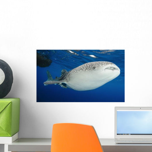 Whale Shark Feeding under Wall Decal Design 31