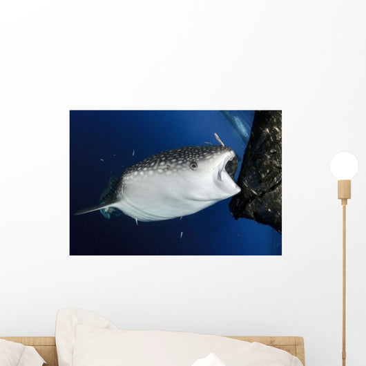Whale Shark Feeding under Wall Decal Design 30
