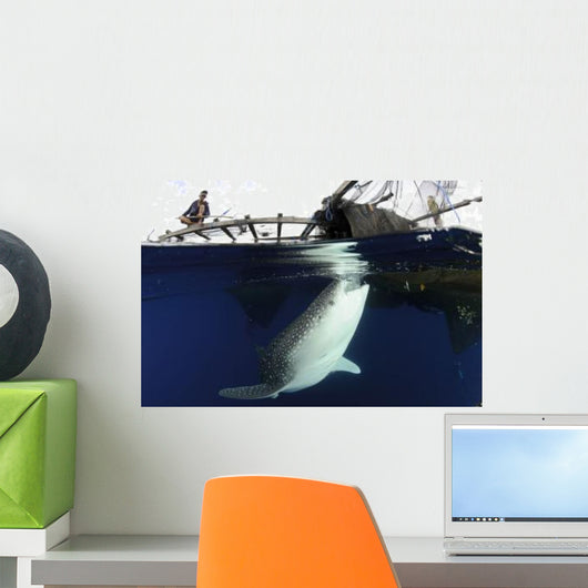 Whale Shark Feeding under Wall Decal Design 29