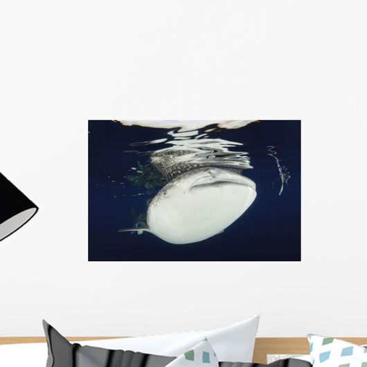 Whale Shark Feeding under Wall Decal Design 28