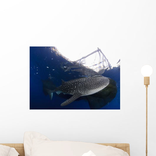 Whale Shark Feeding under Wall Decal Design 27