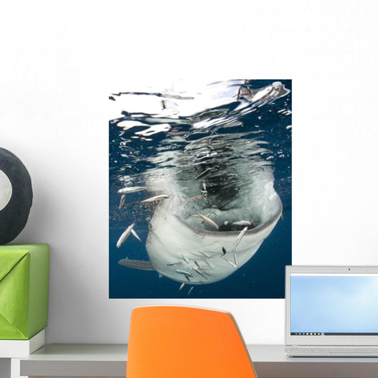 Whale Shark Feeding under Wall Decal Design 26