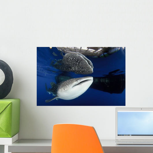 Whale Shark Feeding under Wall Decal Design 25