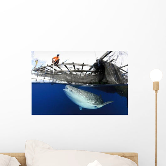 Whale Shark Feeding under Wall Decal Design 24