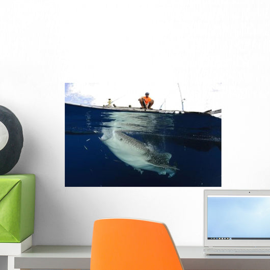 Whale Shark Feeding under Wall Decal Design 23