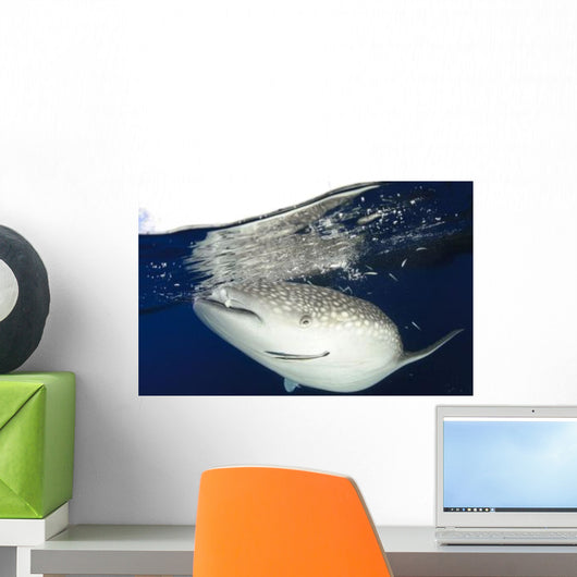 Whale Shark Feeding under Wall Decal Design 22