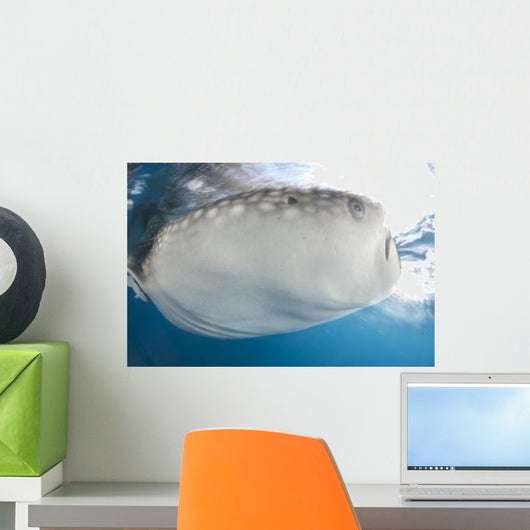 Whale Shark Feeding under Wall Decal Design 20